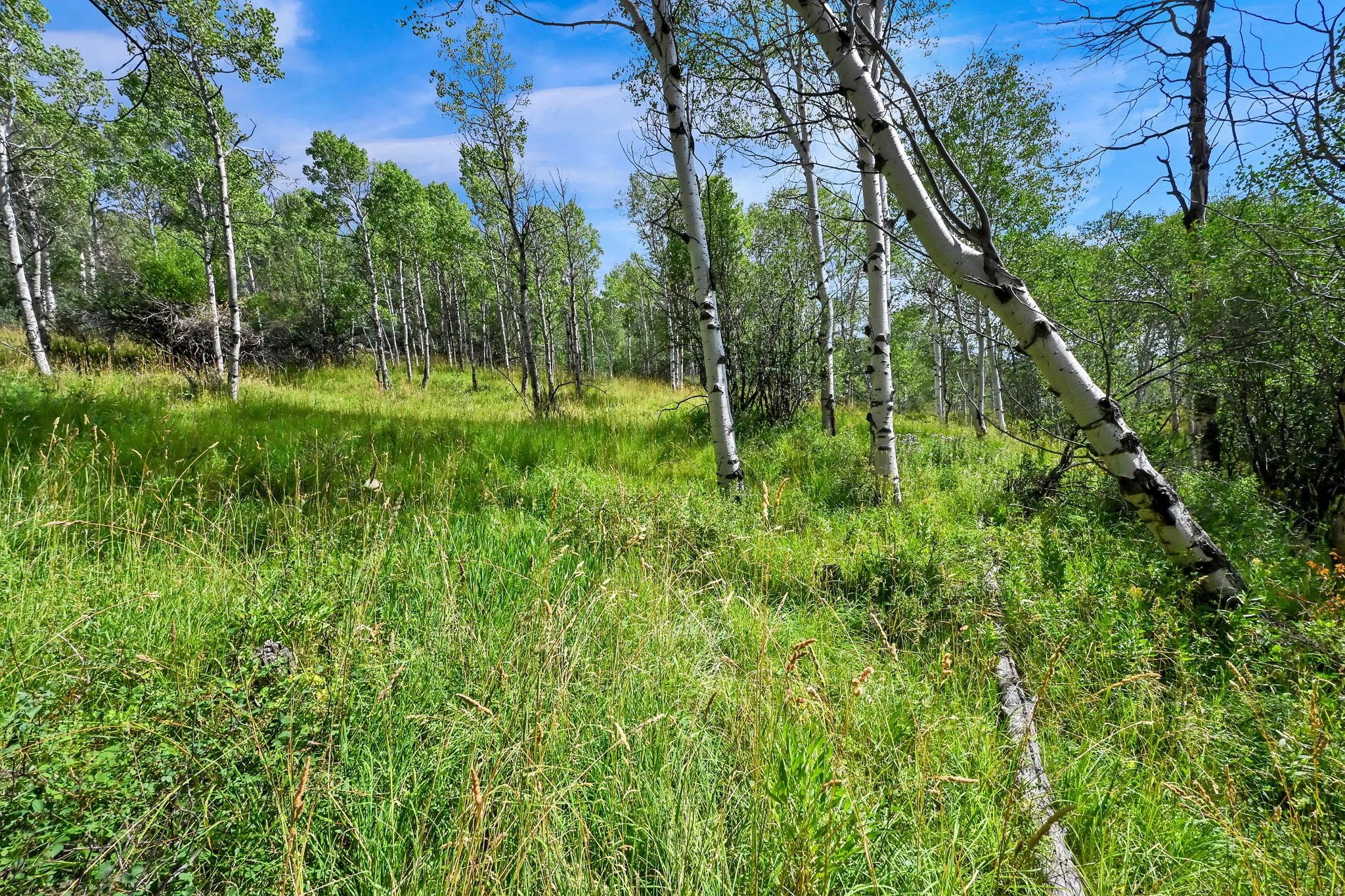 Expansive natural landscape featuring a canopy of mature trees, dense green foliage, and a vibrant grassy meadow