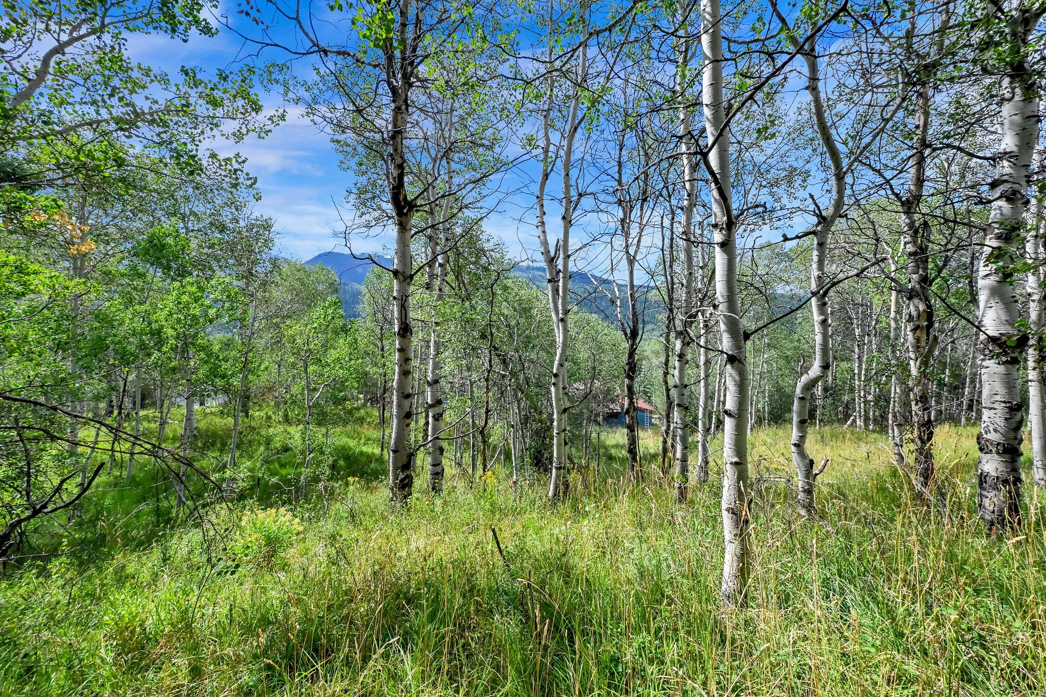 Expansive natural landscape featuring a dense forest of aspen trees, native grasses, and distant mountains