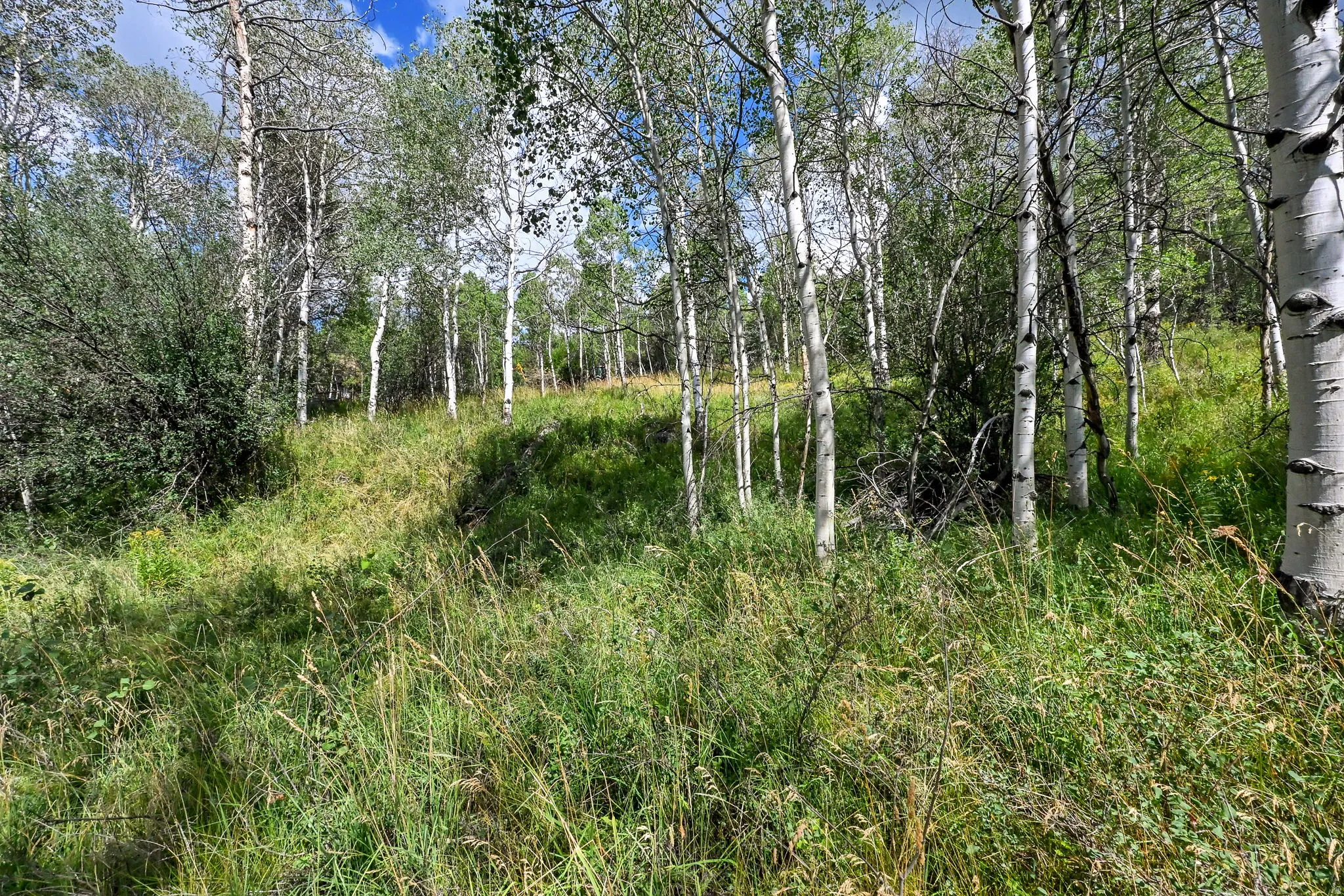 Wooded lot featuring mature aspen trees and varied natural landscaping