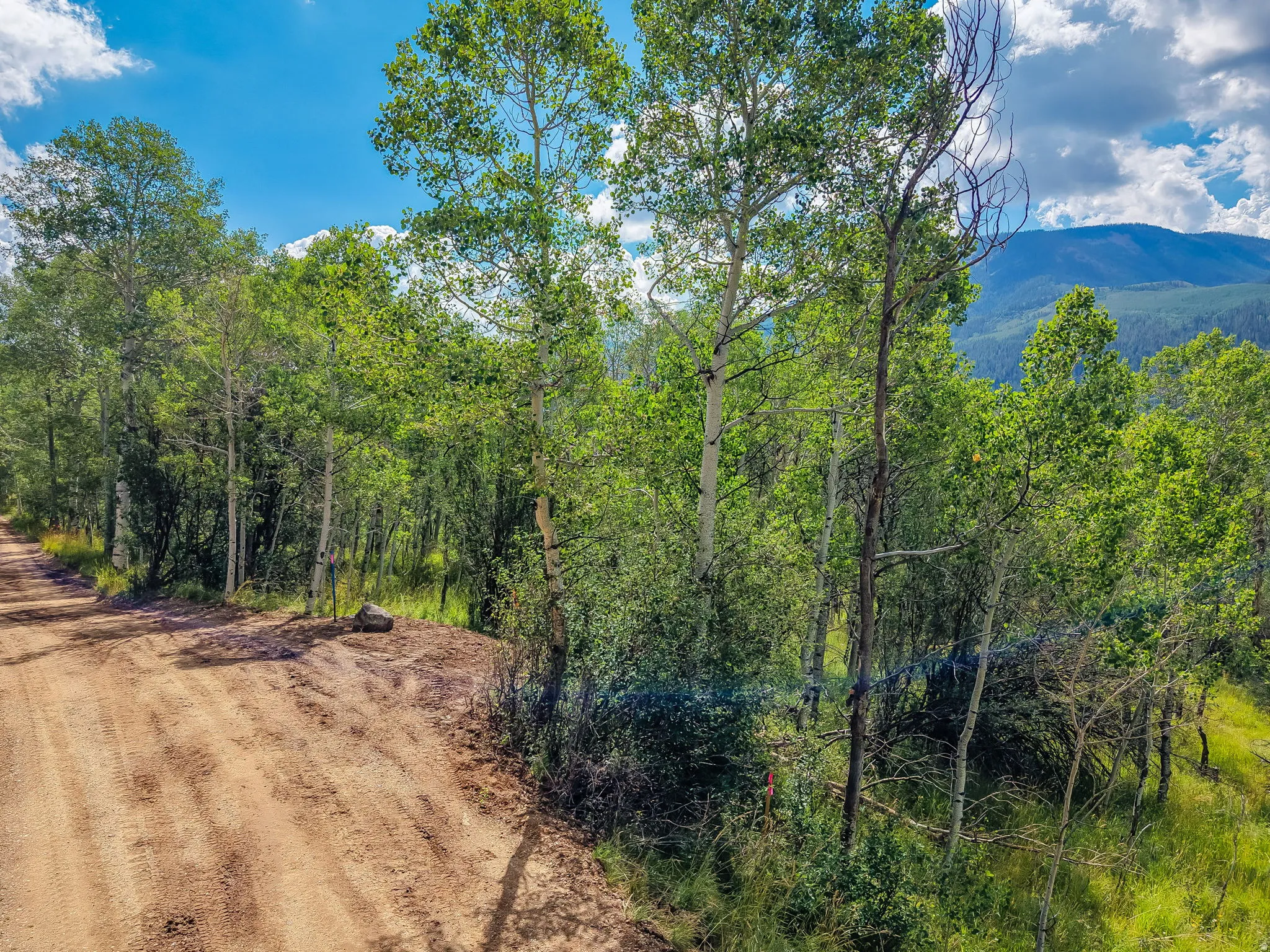 Wooded landscape featuring a natural dirt road, mature trees, dense foliage, and distant mountains