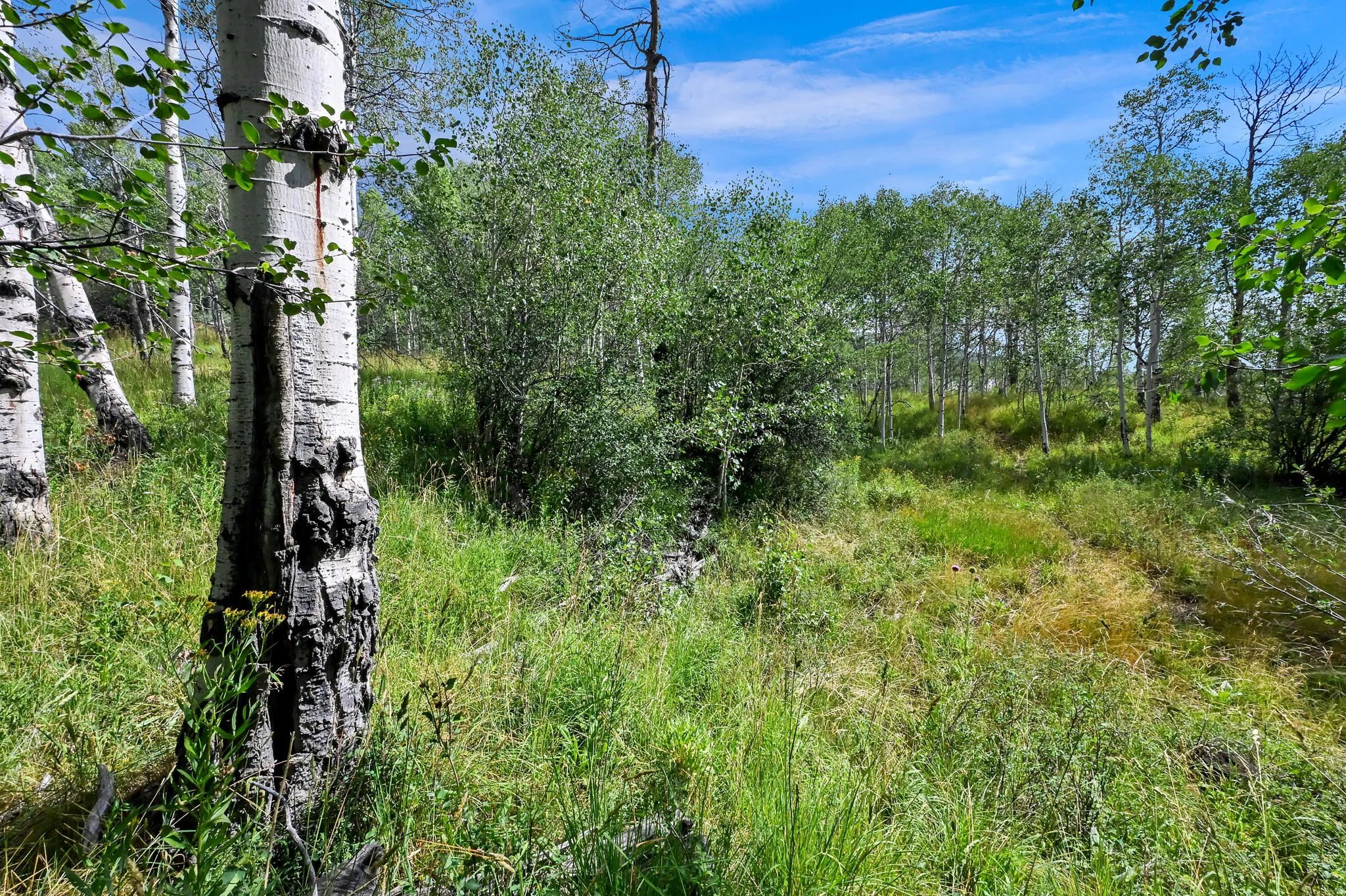 Wooded property featuring mature trees and natural groundcover
