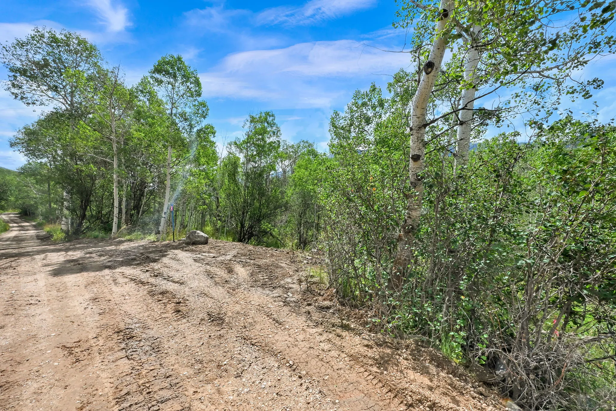 Dirt path bordered by natural vegetation and mature trees, featuring light-colored tree trunks and lush green foliage