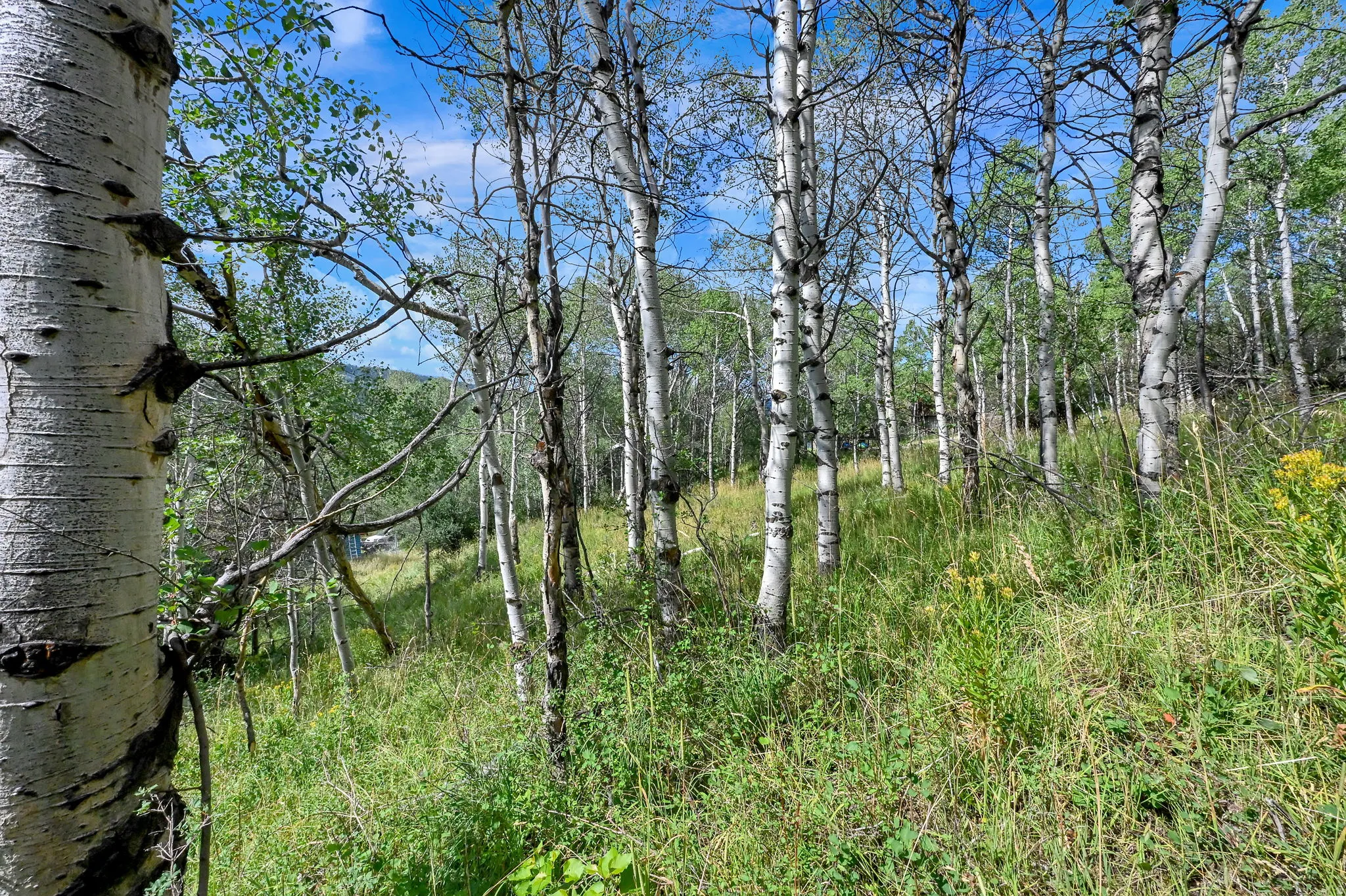 Natural landscape featuring numerous aspen trees with white bark and green foliage