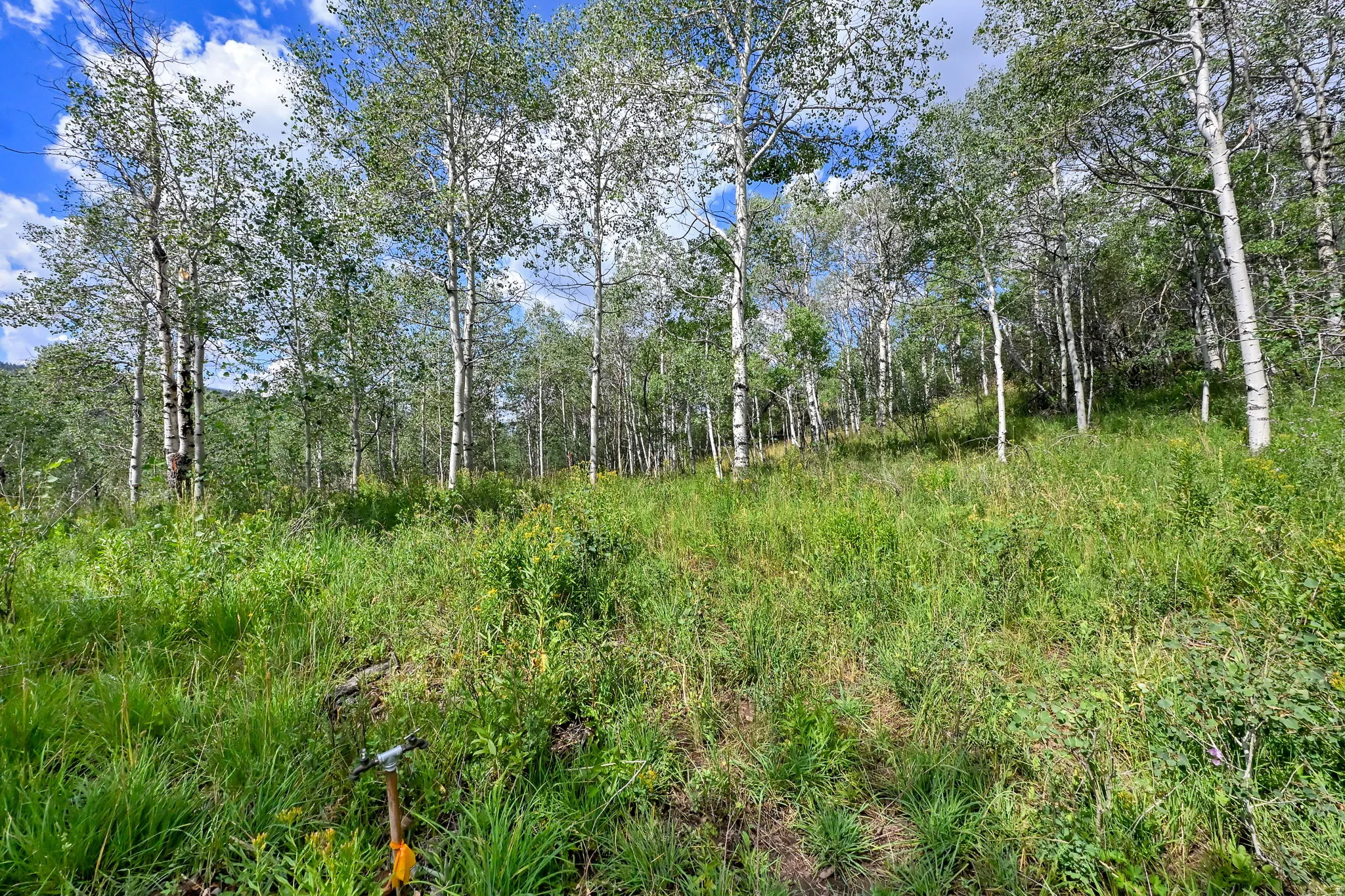 Expansive wooded lot featuring mature deciduous trees and a mix of green grasses and vegetation