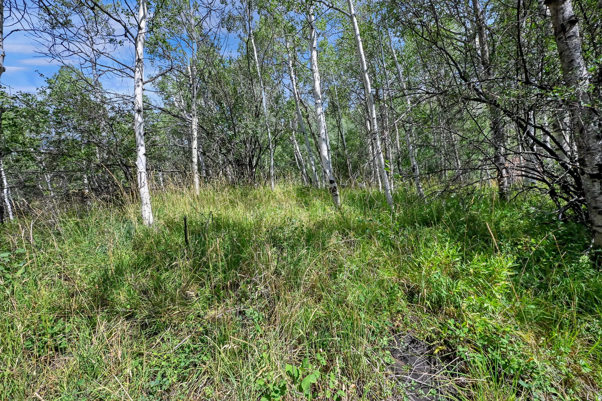 Wooded property featuring a dense grove of deciduous trees with white bark