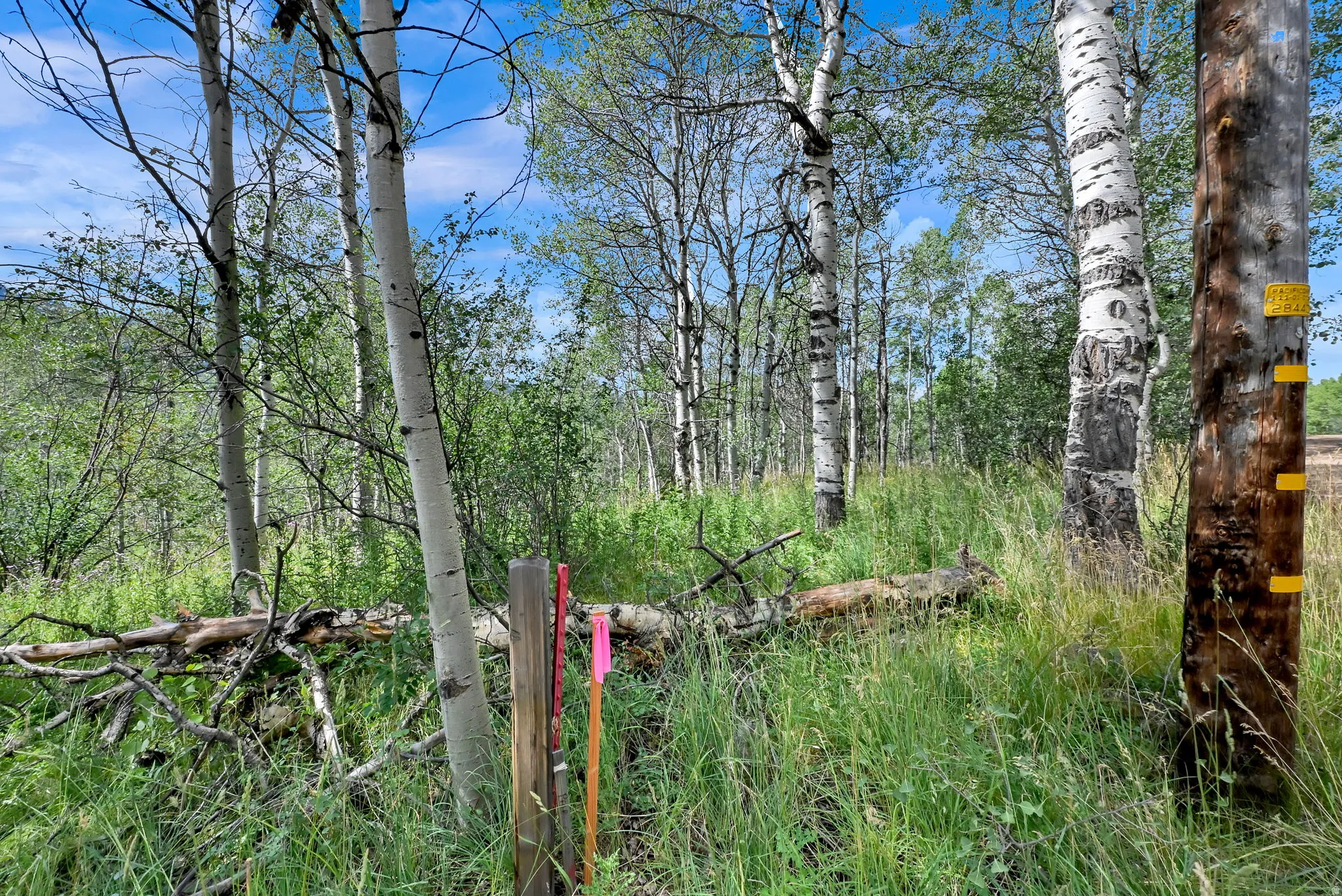 Wooded property featuring mature trees and lush natural vegetation under a clear sky