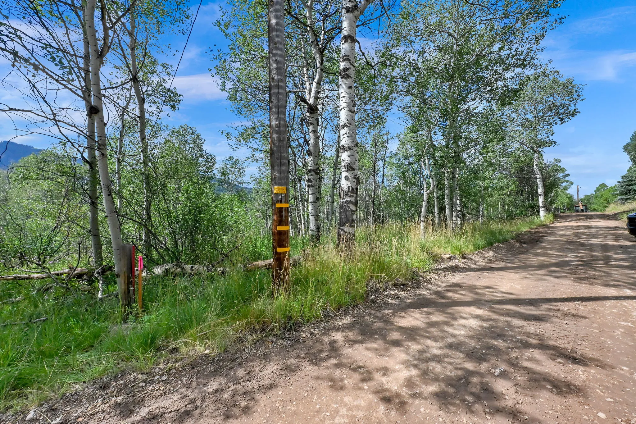 Rural dirt road surrounded by dense foliage and mature trees