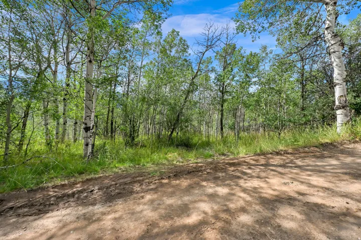 Natural landscape featuring a dirt path and abundant mature trees with green foliage