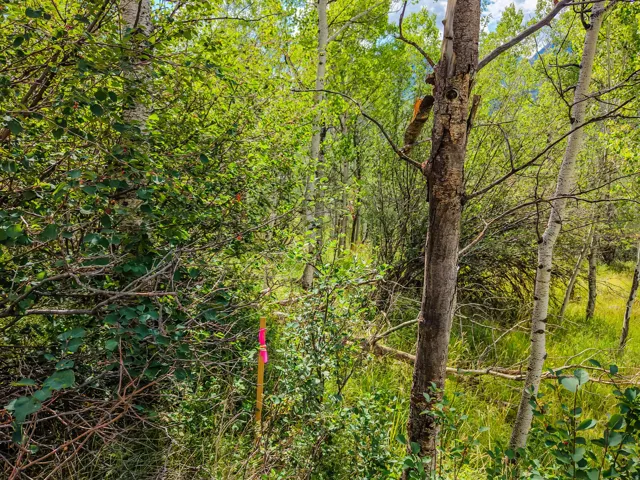 Natural wooded landscape featuring diverse foliage, mature trees, and varying terrain
