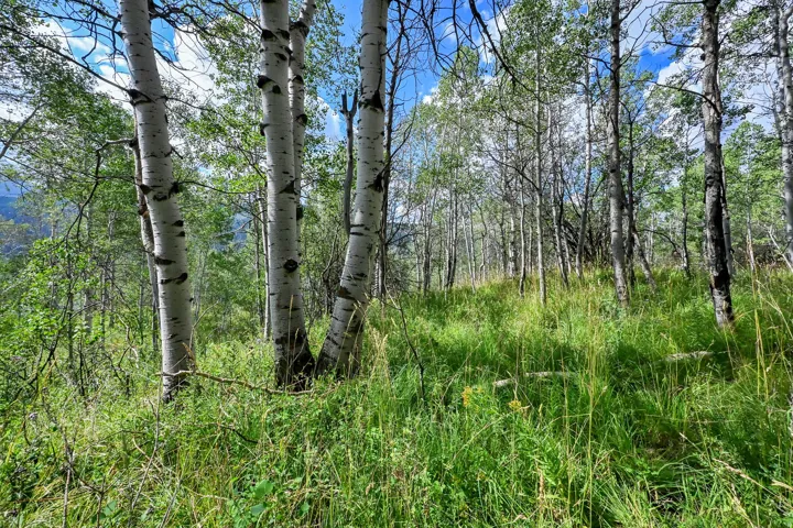 Dense wooded area featuring mature aspen trees and varied undergrowth