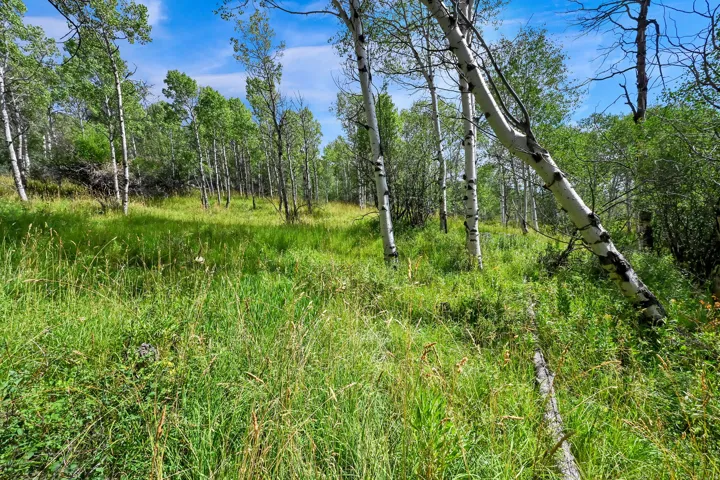 Expansive natural landscape featuring a canopy of mature trees, dense green foliage, and a vibrant grassy meadow