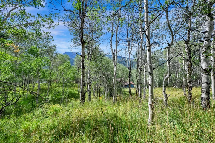 Expansive natural landscape featuring a dense forest of aspen trees, native grasses, and distant mountains