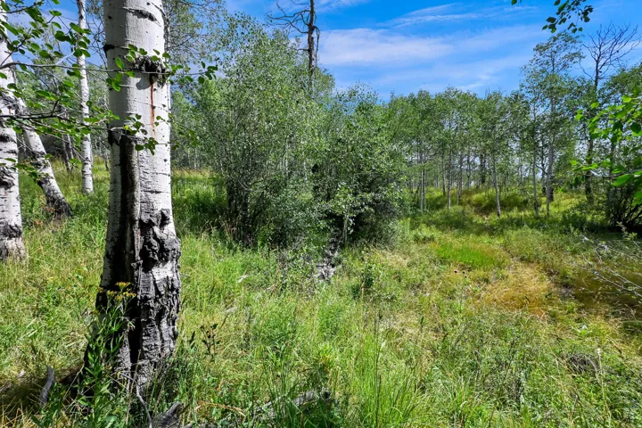 Wooded property featuring mature trees and natural groundcover