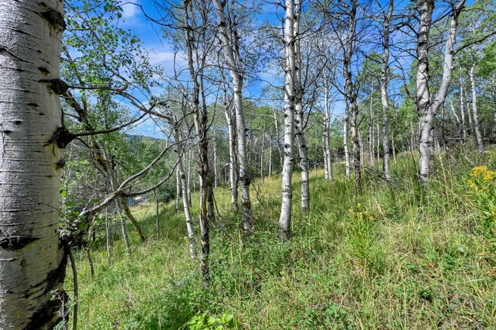 Natural landscape featuring numerous aspen trees with white bark and green foliage