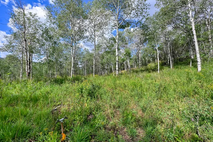 Expansive wooded lot featuring mature deciduous trees and a mix of green grasses and vegetation
