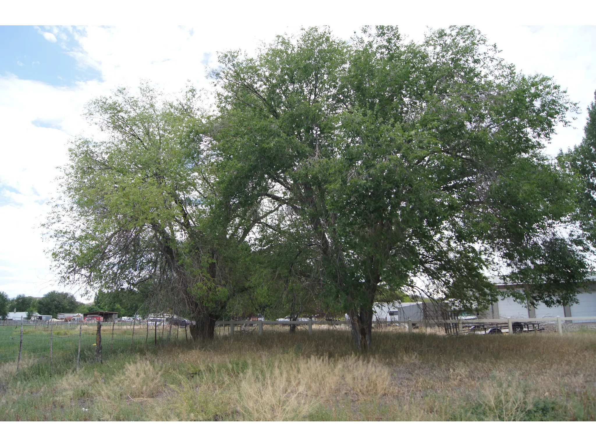 Mature trees with extensive canopy providing natural shade