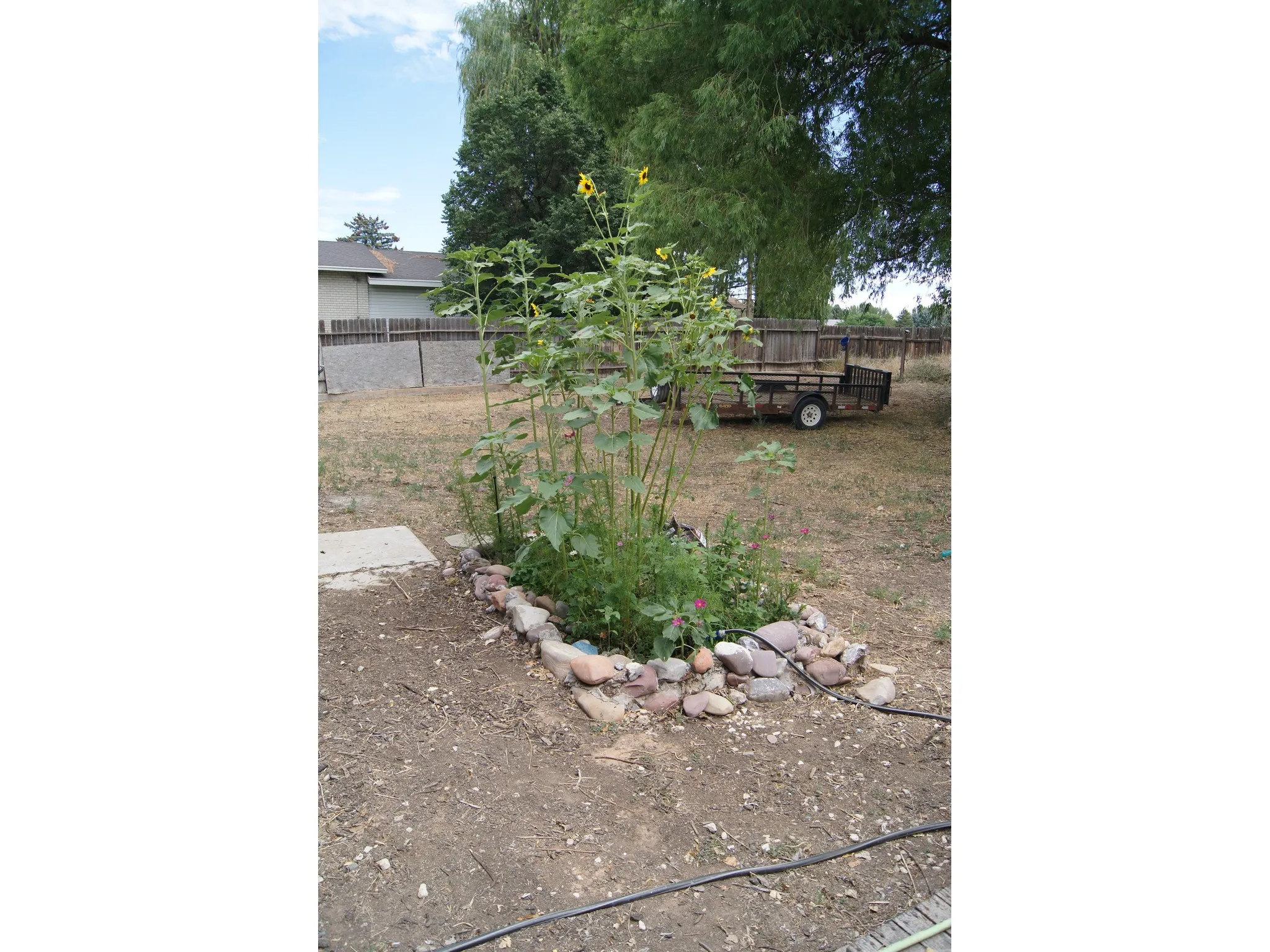 Raised garden bed featuring rock border and tall sunflowers