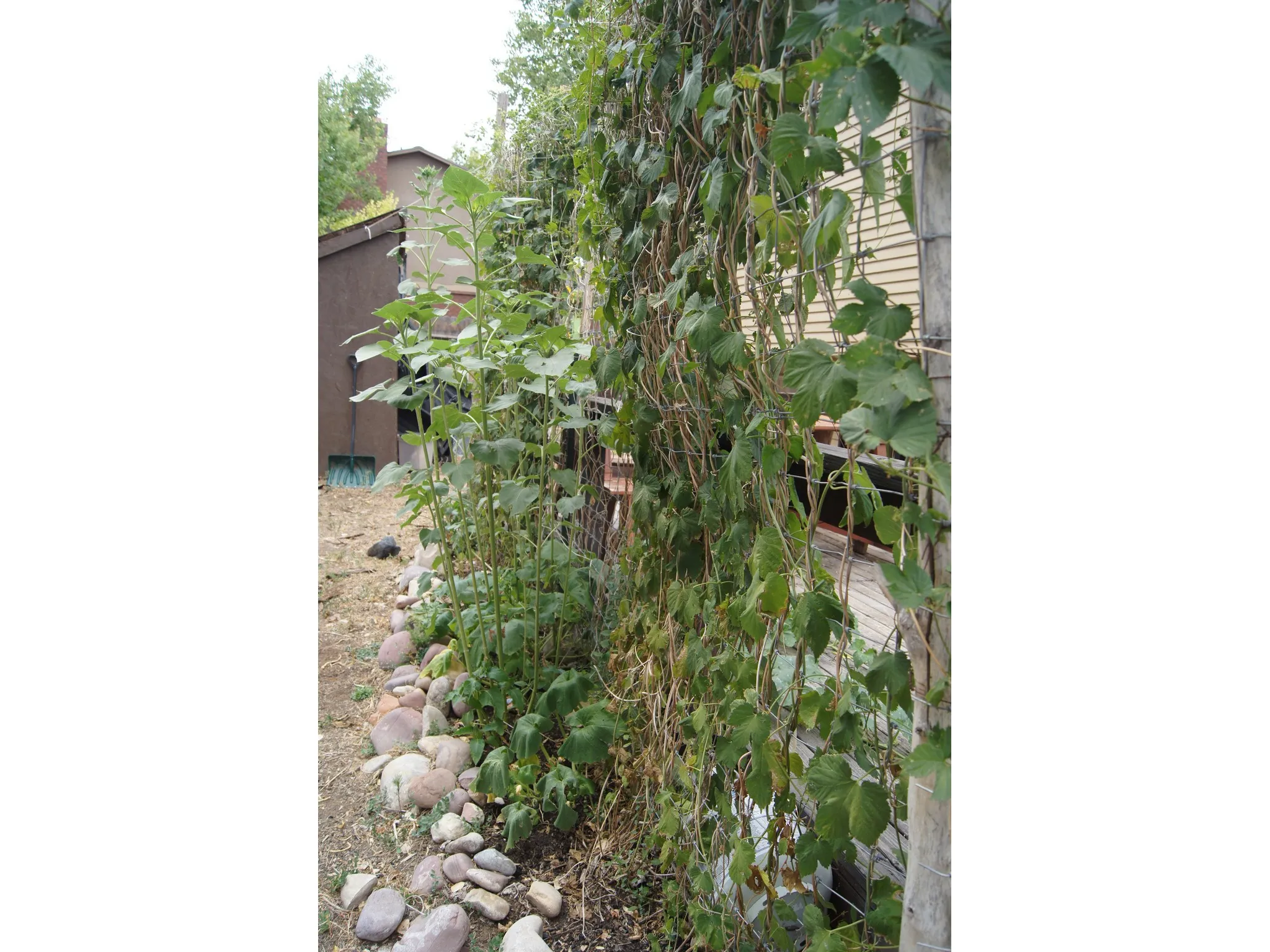 Trellis with Hopps