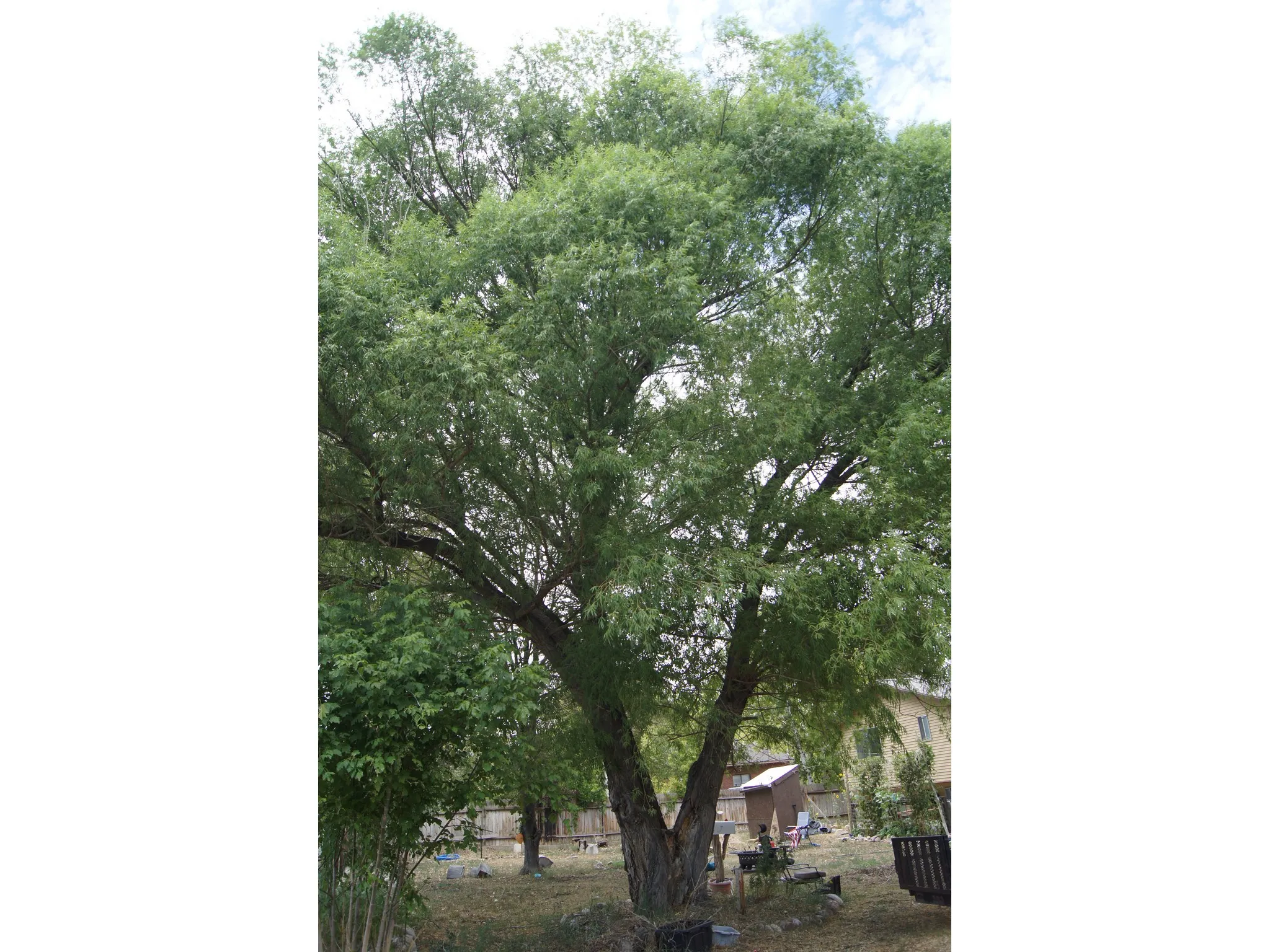 Mature deciduous tree with a dense canopy providing extensive shade over a spacious yard