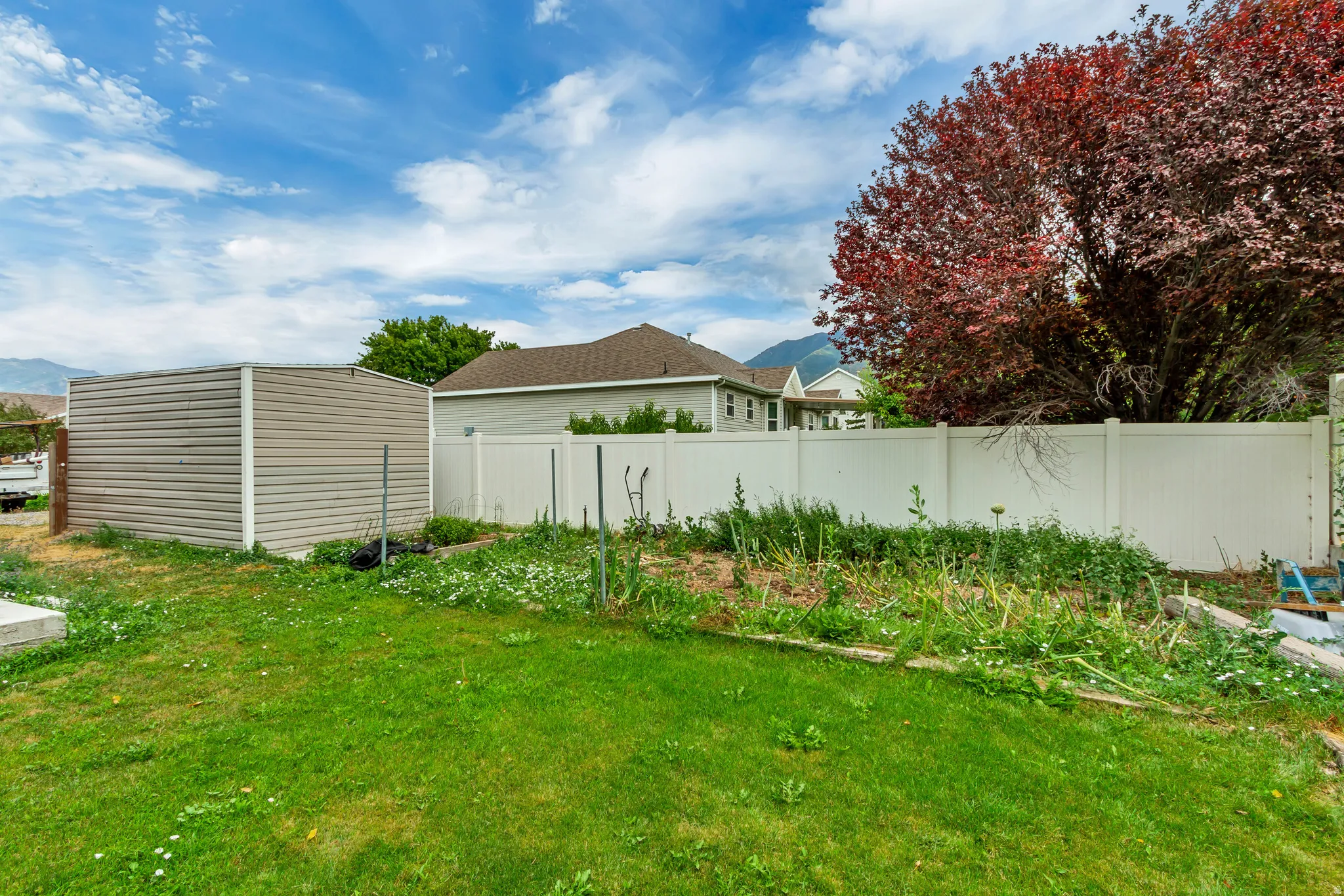 Expansive grassy lawn with a detached storage shed, a white privacy fence, and a mature red-leafed tree