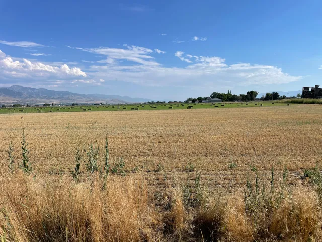 Expansive agricultural field with golden-hued crops and scattered hay bales