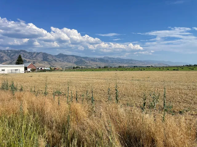 Expansive agricultural land featuring a golden field and distant green pastures