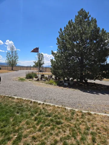 Gravel driveway with a mature pine tree and an open landscape
