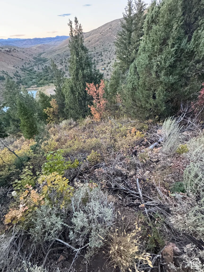 Sloping terrain with diverse natural vegetation, including evergreen trees and various shrubs