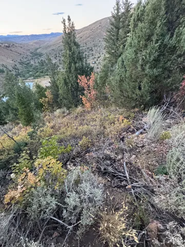 Sloping terrain with diverse natural vegetation, including evergreen trees and various shrubs