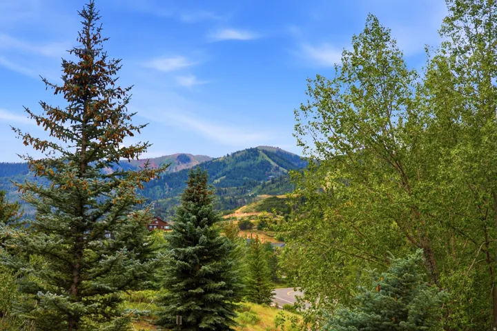 Mountain landscape featuring evergreen trees and distant peaks