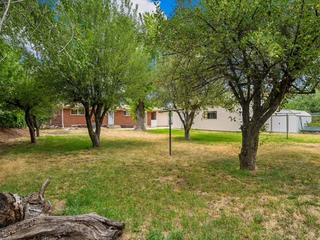 Expansive outdoor space featuring mature trees and a grassy lawn
