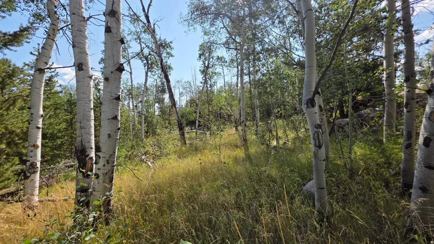 Wooded landscape featuring mature birch trees, diverse foliage, and natural ground cover