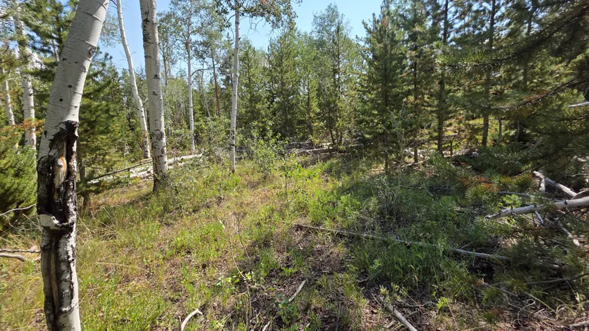 Wooded acreage featuring mature aspen and pine trees