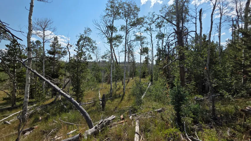 Expansive wooded parcel featuring mature trees, diverse vegetation, and natural ground cover