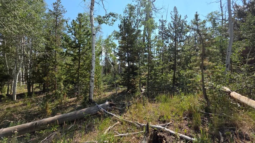 Forested land featuring a mix of mature pine and aspen trees, natural ground cover, and fallen timber