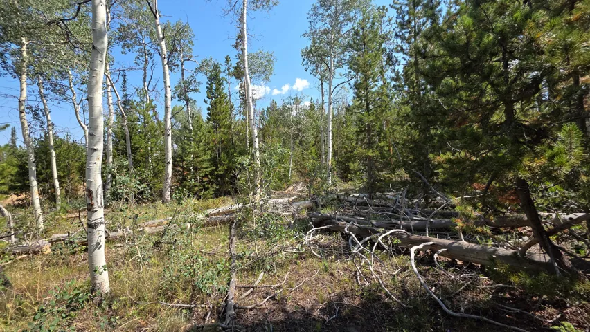Wooded property featuring a mix of mature deciduous and evergreen trees, natural ground cover, and fallen timber