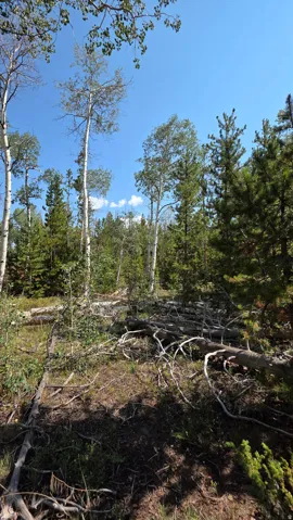 Forested parcel featuring mature trees, natural ground cover, and exposed timber