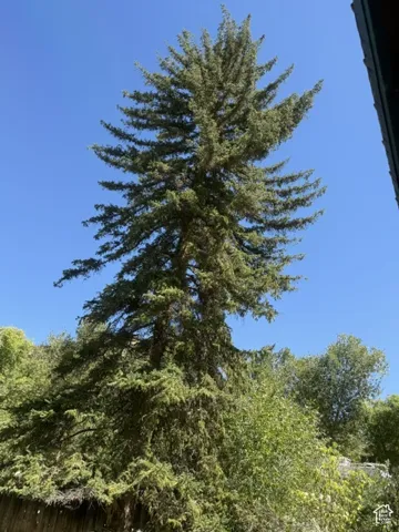 Mature evergreen tree with verdant foliage