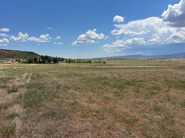 Expansive open field with natural grasses