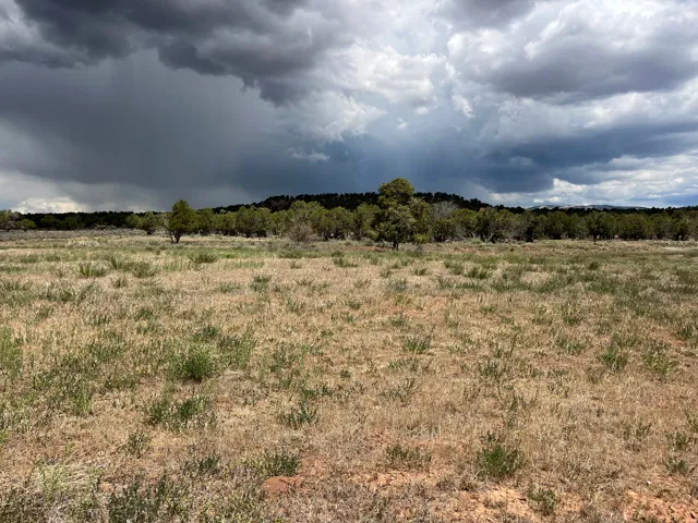 Expansive open land featuring diverse natural vegetation and a distant tree line