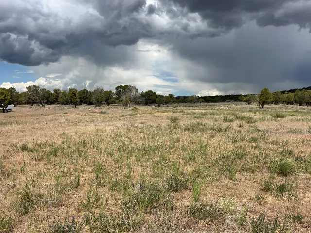 Expansive open land with natural grasses, mature trees along the perimeter, and a distant treeline