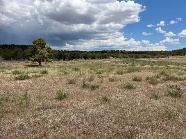 Expansive open land featuring diverse natural vegetation and distant tree lines