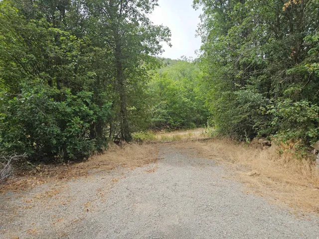 Gravel path bordered by dense, mature foliage