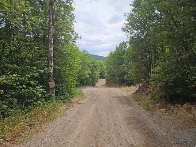 Gravel road entry surrounded by mature trees and natural vegetation