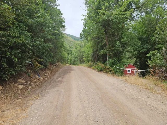Gravel road entry surrounded by mature trees and natural landscaping