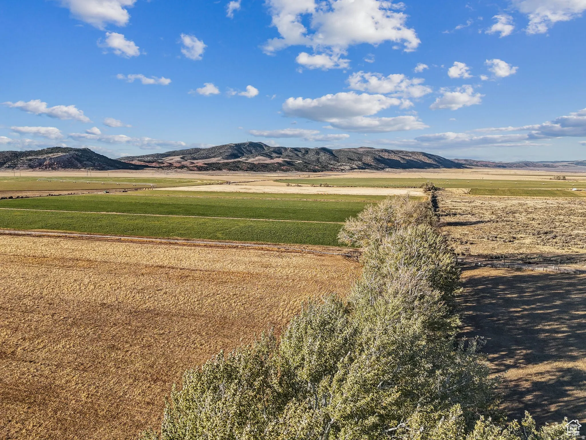 Expansive agricultural land featuring a tree line demarcation, green cultivated fields, golden fields, and distant mountains under a blue sky
