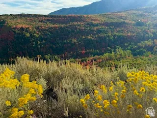 Natural landscape featuring flowering yellow shrubs and varied tree foliage