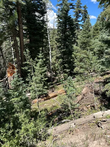 Natural wooded lot featuring mature evergreen trees and varied ground cover