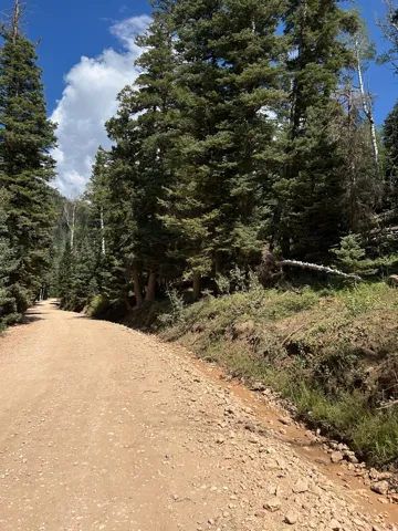 Gravel road bordered by lush evergreen trees and natural vegetation