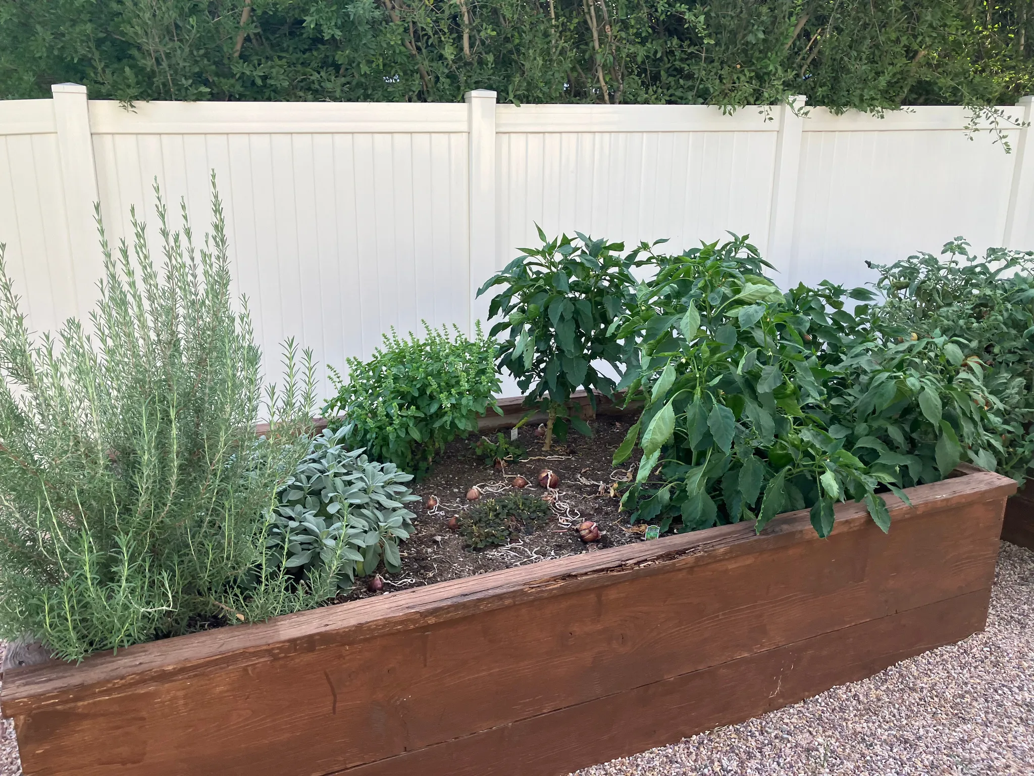 Raised garden beds featuring established greenery, a gravel perimeter, and a privacy fence